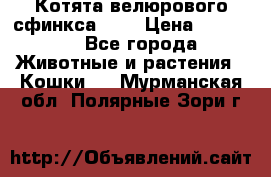 Котята велюрового сфинкса. .. › Цена ­ 15 000 - Все города Животные и растения » Кошки   . Мурманская обл.,Полярные Зори г.